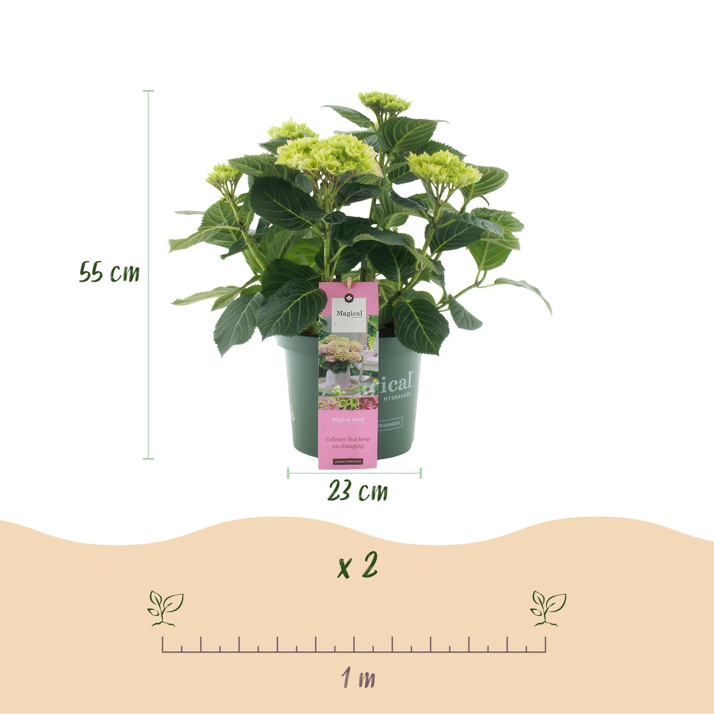 Green boutiQ - Balkonpflanze - Hortensie - Hydrangea Magical Jewel Pink - Rosa - 6-10 Blumen - Topf 23cm Höhe 55cm