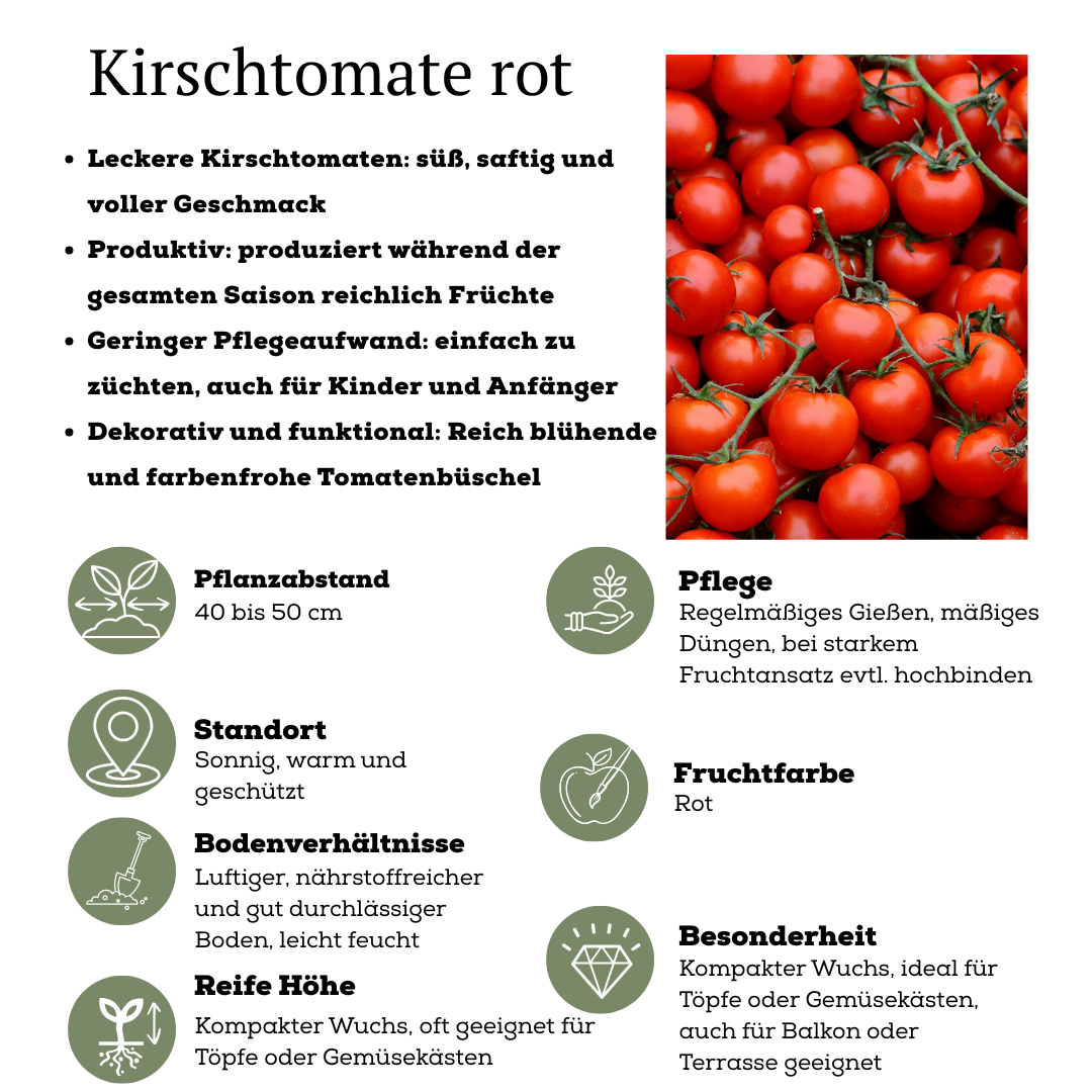 Gemüse pflücken Kirschtomate - Ø 14 cm - ↨ 45 cm