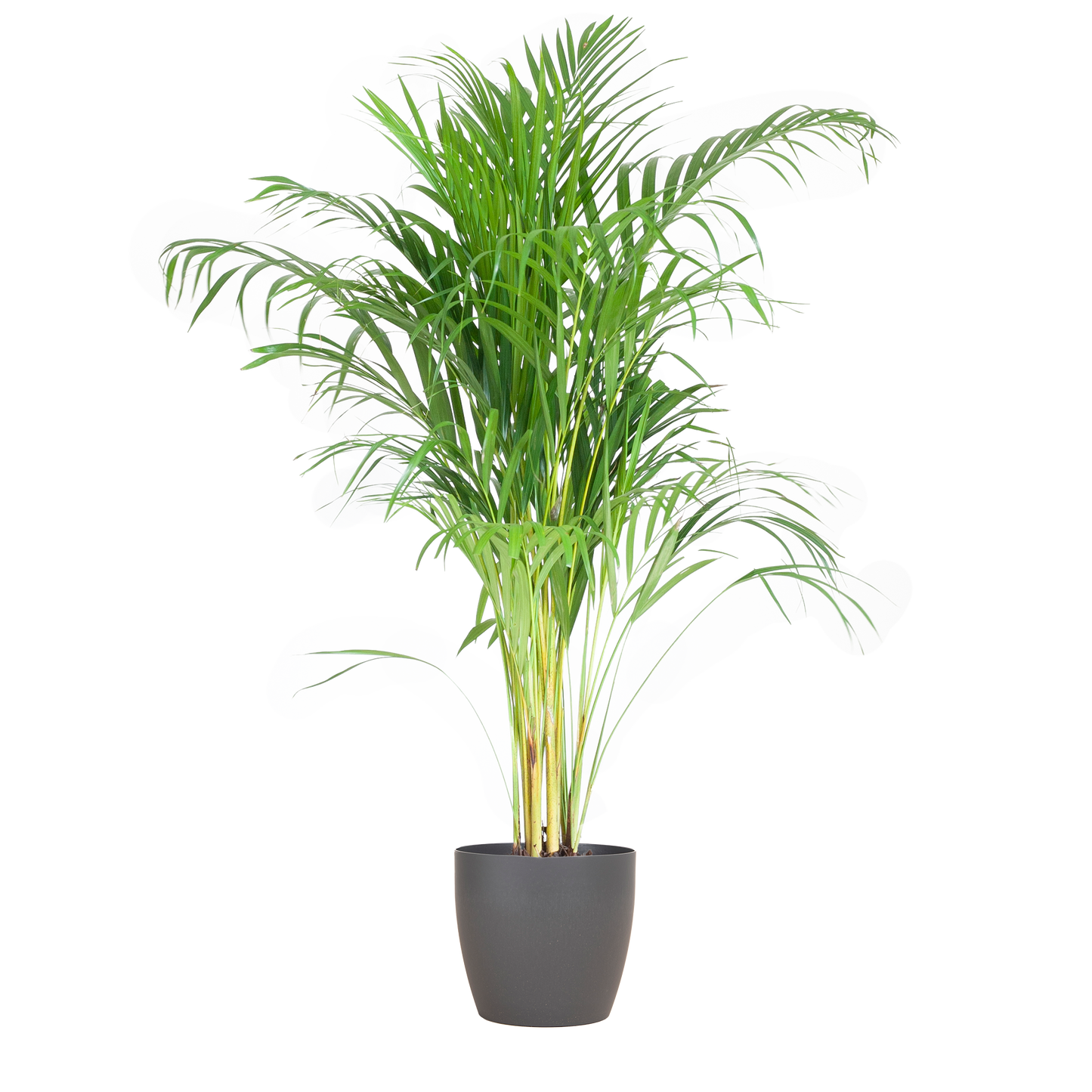 Areca Palm (Dypsis) mit Viber Grau - 100cm - Ø21