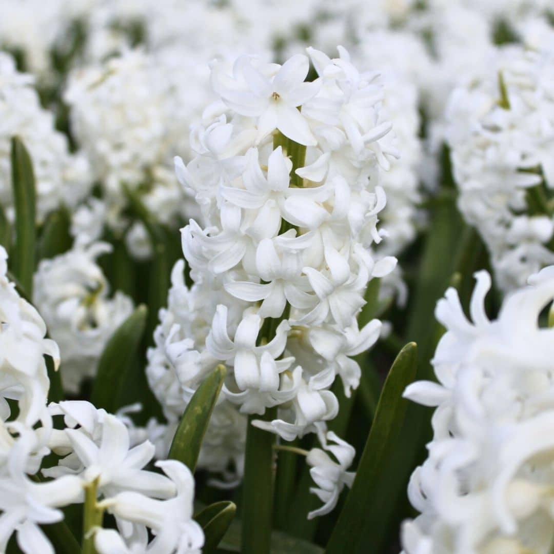 Flowerbulbs Amsterdam - Hyacint Show Off - 30 Blumenzwiebeln f�r 1 m� Blumenpracht - Gr��e 14/15