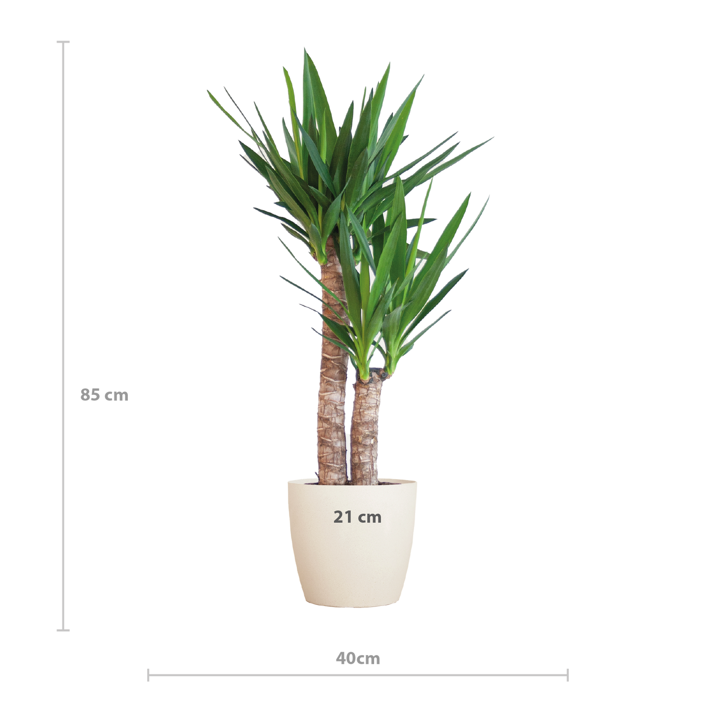 Yucca Elephantipes mit Viber weiß - 90cm - Ø21