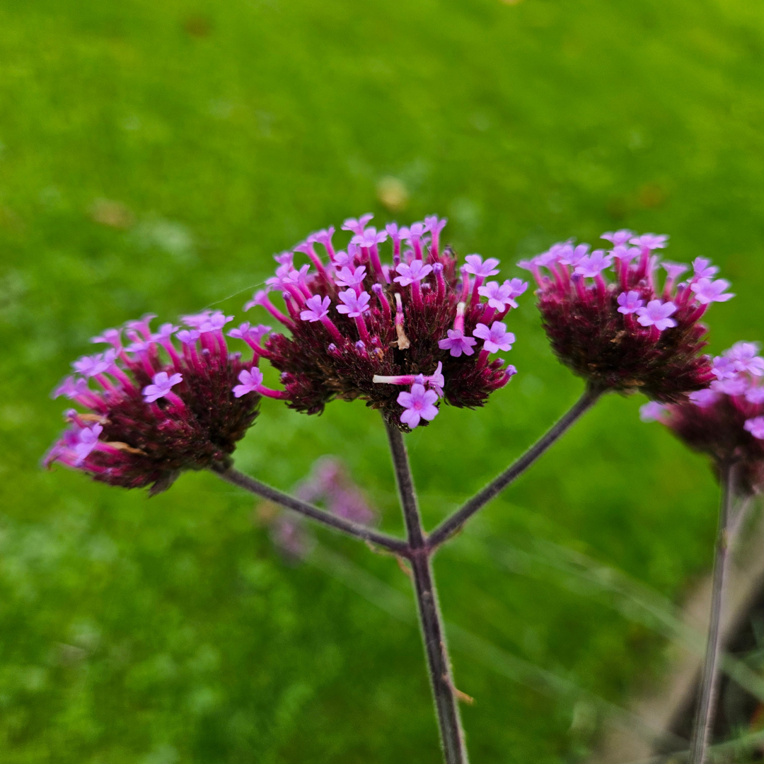 Verbena – 6 Jungpflanzen | Pflanzen & Genießen Sie Wunderschöne Verbena