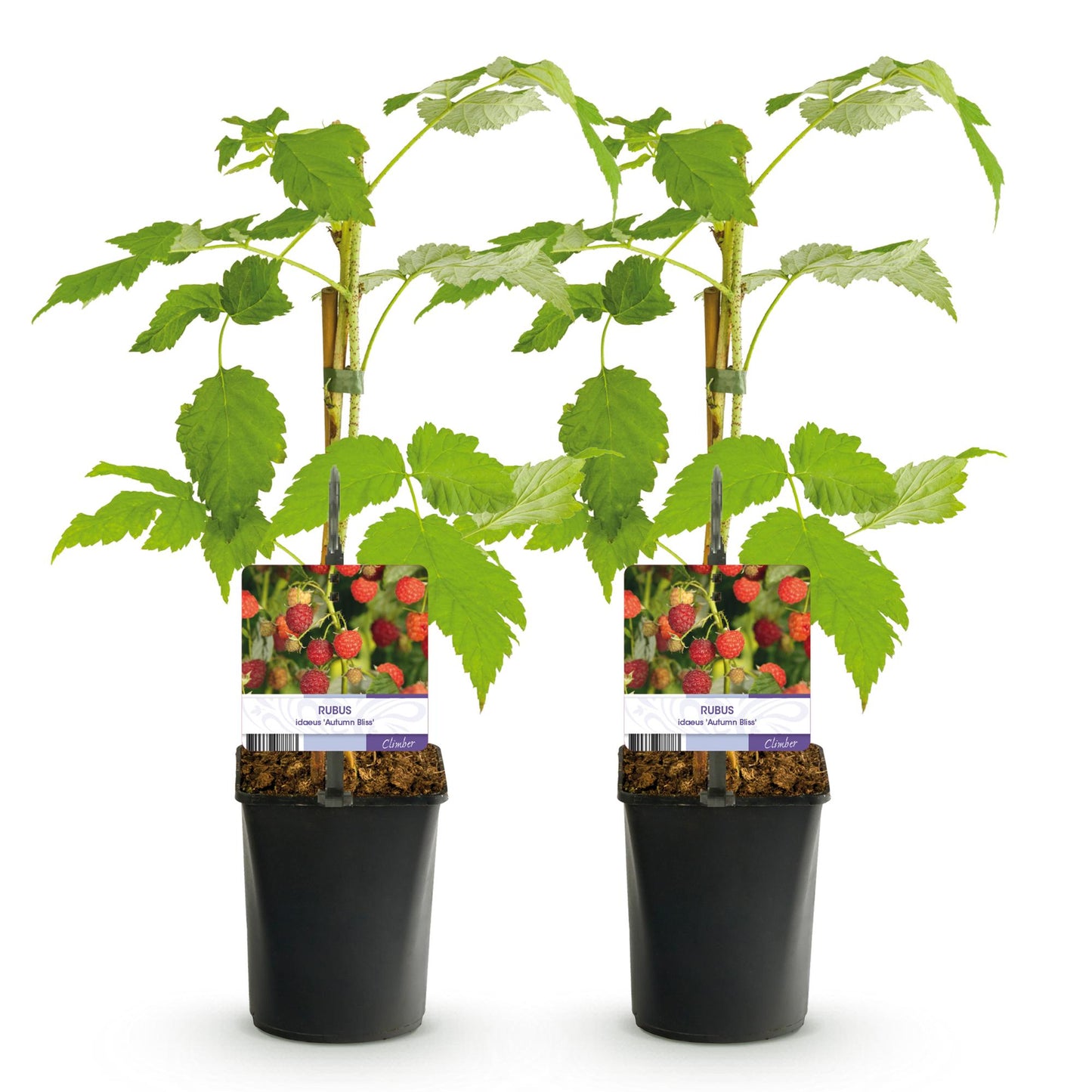 GreenboutiQ - Obstpflanze - Himbeere - Rubus idaeus Autumn Bliss - Rote Himbeere - 2 Pflanzen - Topf 11cm Höhe 40cm