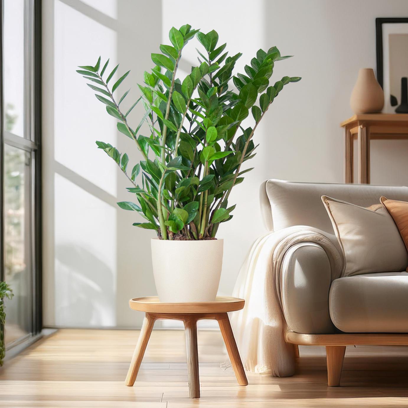 Zamioculcas Zamiifolia mit Viber Weiß - 80cm - Ø21