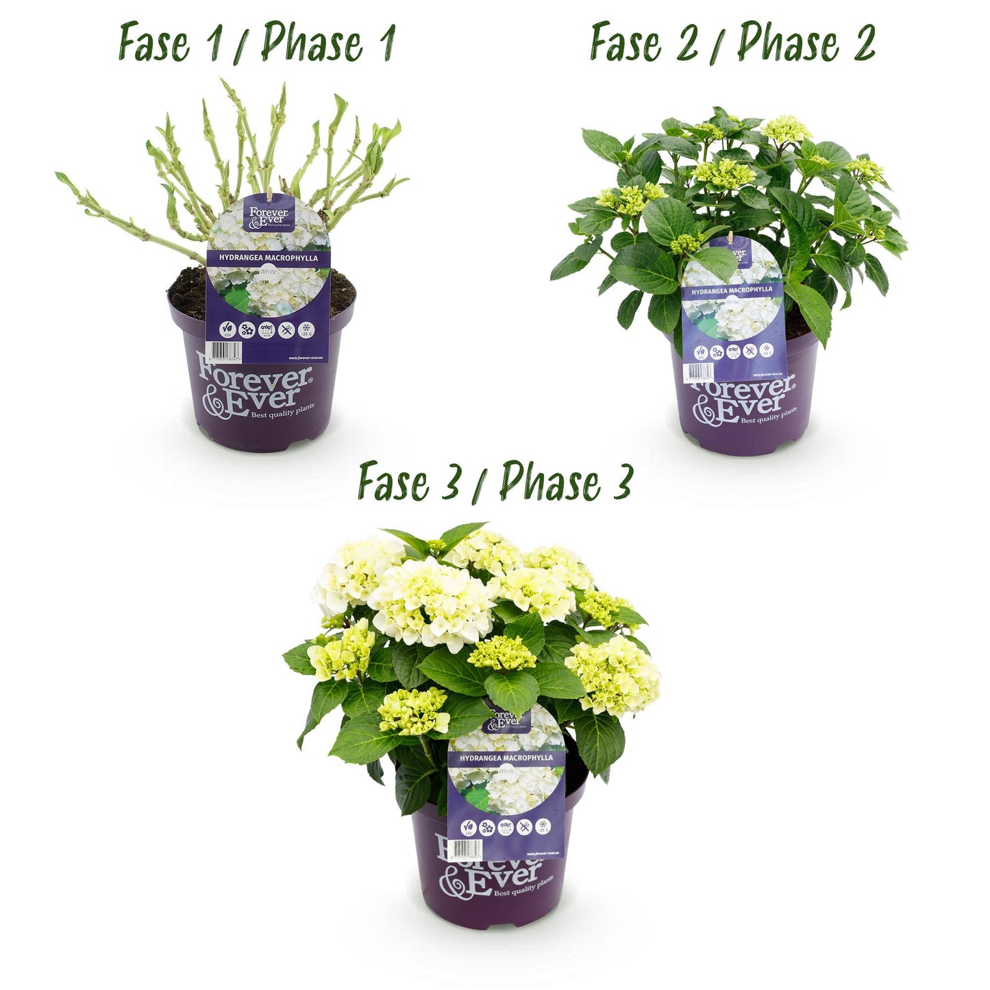 Green boutiQ - Balkonpflanze - Hortensie - Hydrangea Forever & Ever - Weiß - 7-12 Blumen - 2 Pflanzen - Topf 23cm Höhe 55cm