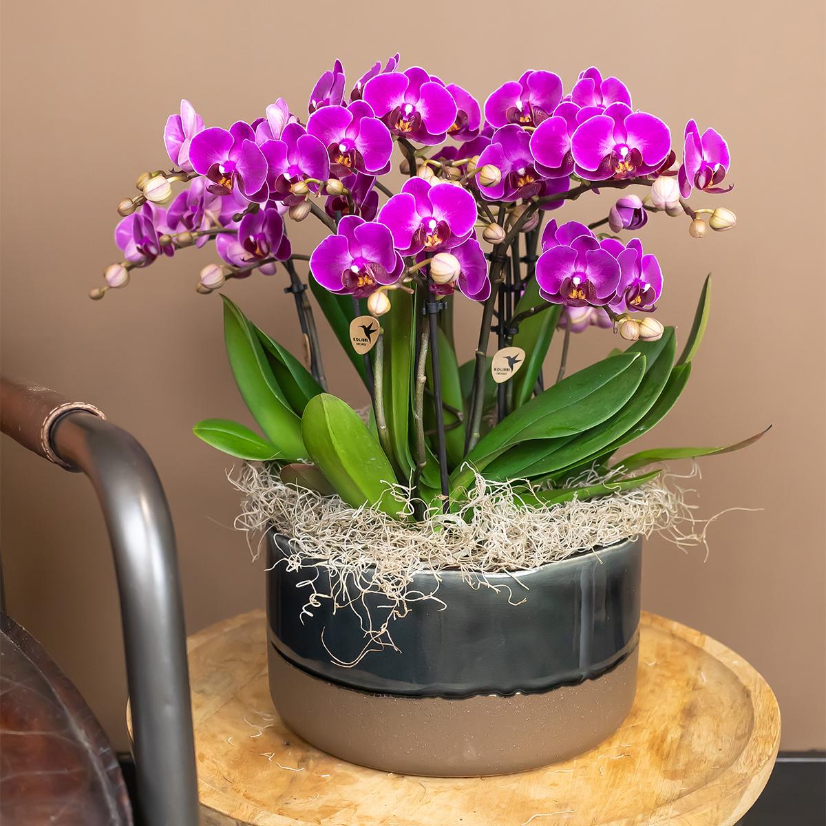 Kolibri Orchids | Lila Phalaenopsis Orchidee - Morelia - Topfgröße Ø9cm | blühende Zimmerpflanze - frisch vom Züchter