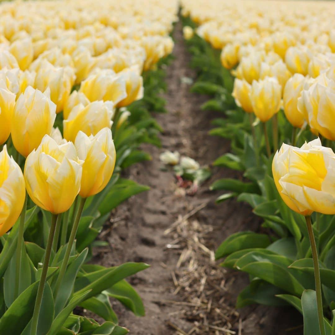 Flowerbulbs Amsterdam - Sweetheart - 15 Blumenzwiebeln - Gr��e 12+