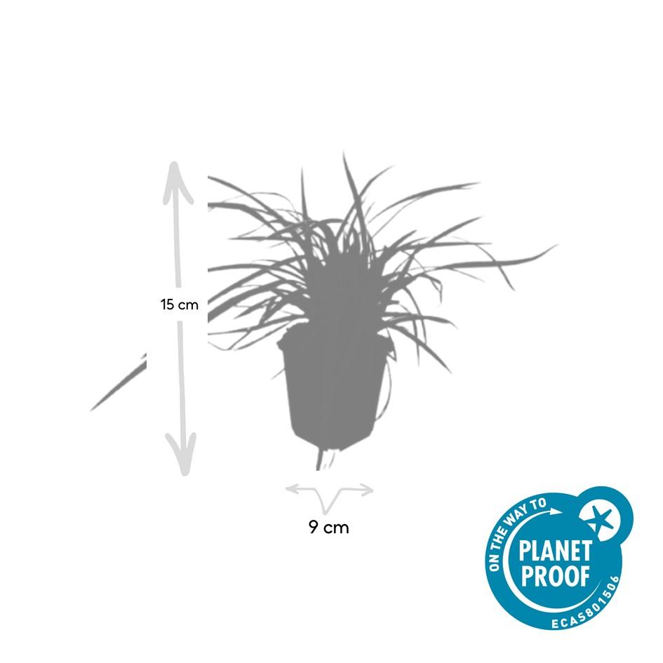 20x Carex morrowii 'Aureovariegata' - ↕10-25cm - Ø9cm
