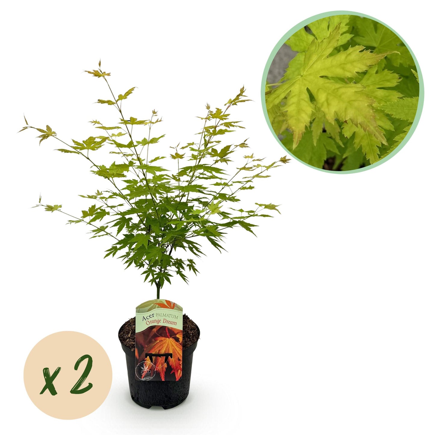 GreenboutiQ - Balkonpflanze - Japanischer Ahorn - Acer palmatum Orange Dream - Orange - 2 Pflanzen - Laubabwerfend - Topf 19cm Höhe 70cm