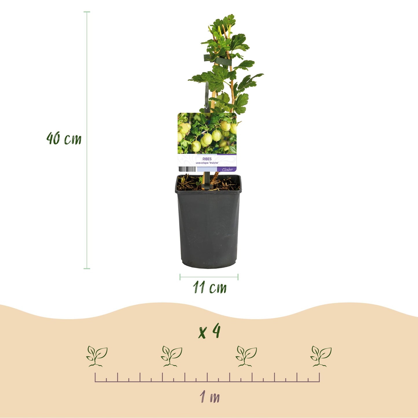 GreenboutiQ - Obstpflanze - Stachelbeere - Ribes uva-crispa Invicta - Grune Beere - 2 Pflanzen - Topf 11cm Höhe 40cm