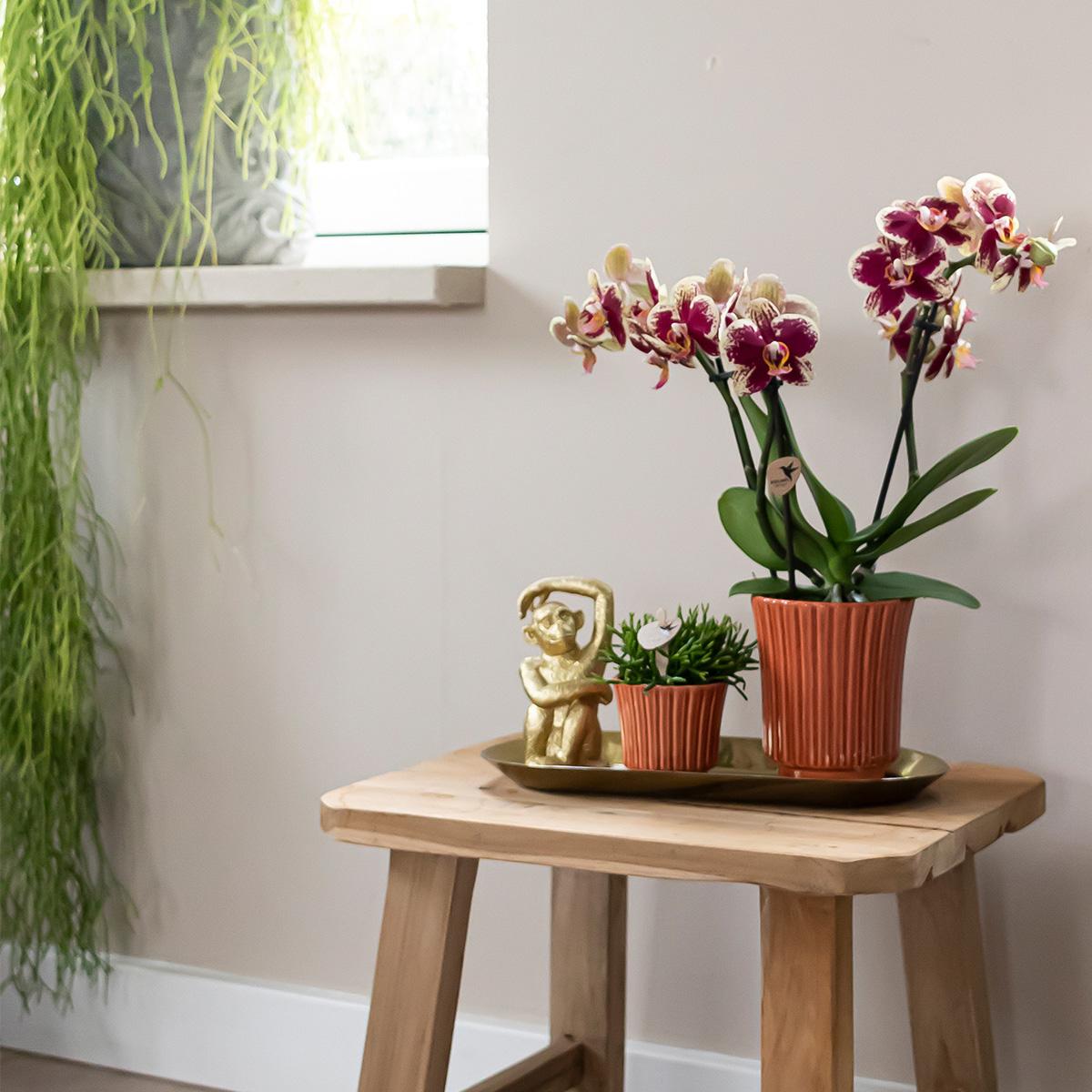 Kolibri Orchids - Überraschungsbox einfarbig - Pflanzen Vorteilsbox - Überraschungsbox mit 4 verschiedenen Orchideen - frisch vom Züchter