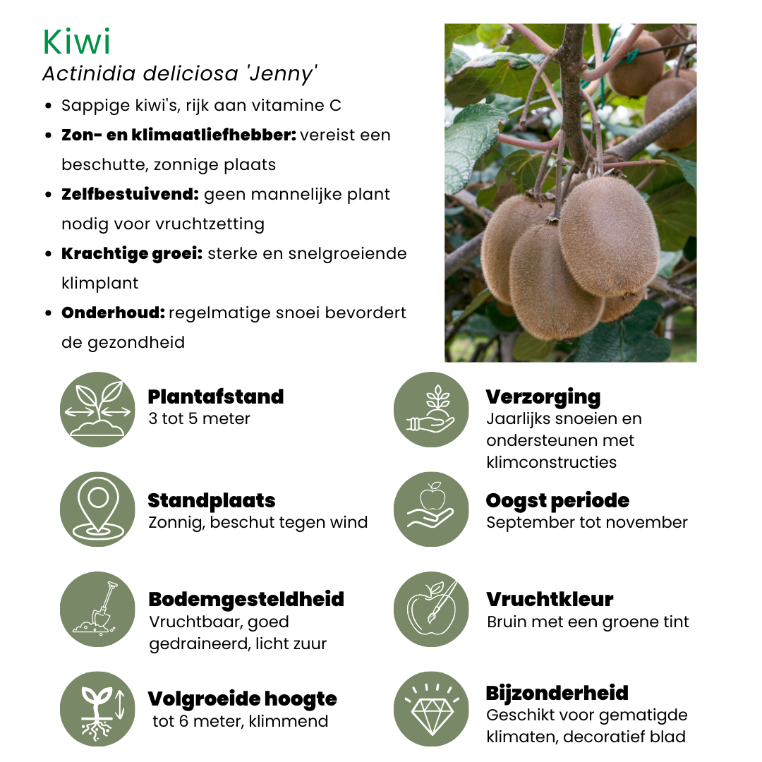 "Sommerfruchten" BIO Obstpflanzen set im mix von 4 verschiedene Sorten