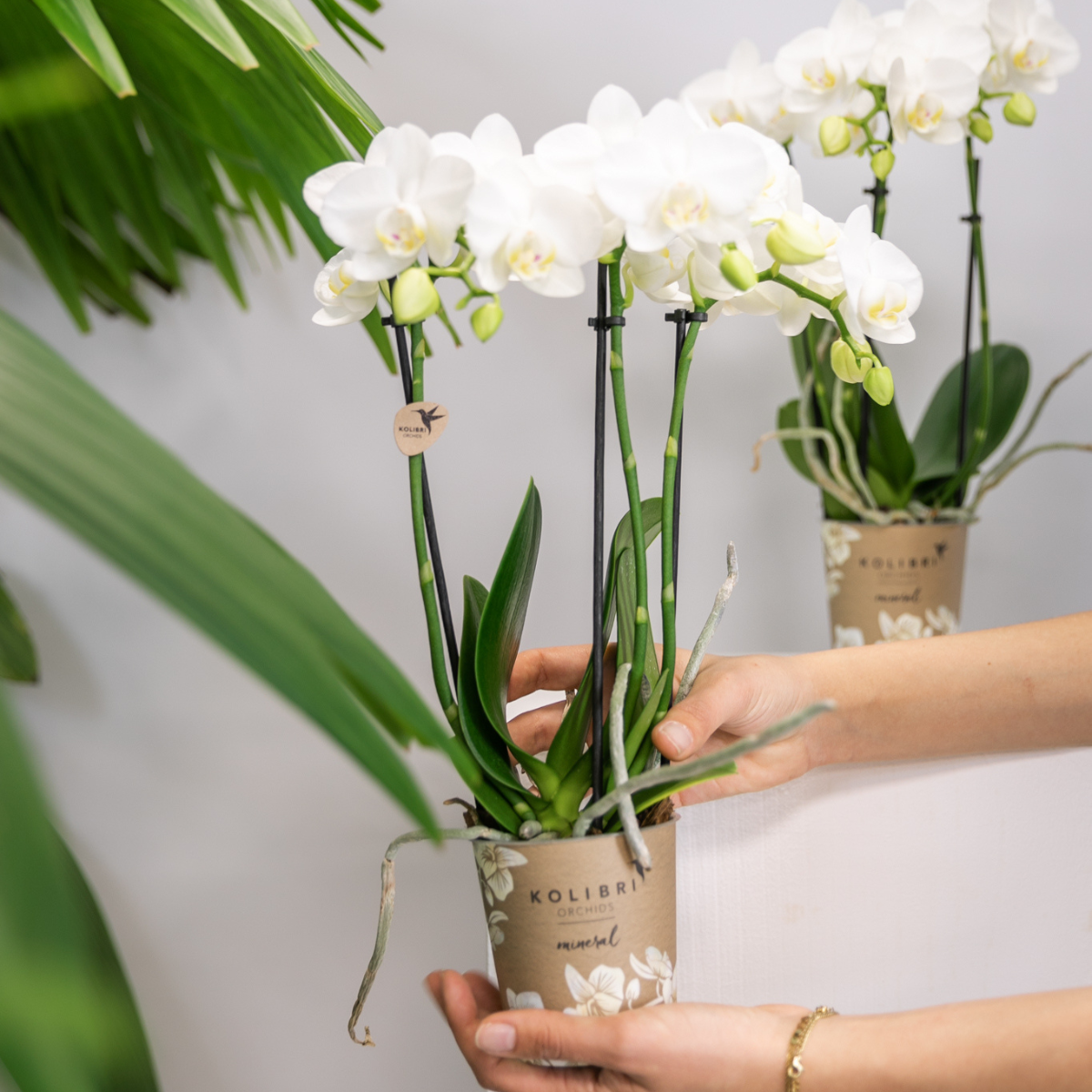 Kolibri Orchids | COMBI DEAL von 2 weißen Phalaenopsis Orchideen - Amabilis - Topfgröße Ø9cm | blühende Zimmerpflanze - frisch vom Züchter