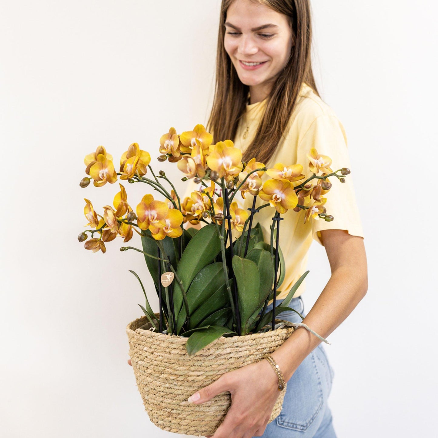 Kolibri Orchids | orange Orchideen-Set im Baumwollkorb inkl. Wassertank | drei orange Orchideen Las Vegas 12cm | Mono Bouquet orange mit autarkem Wassertank.