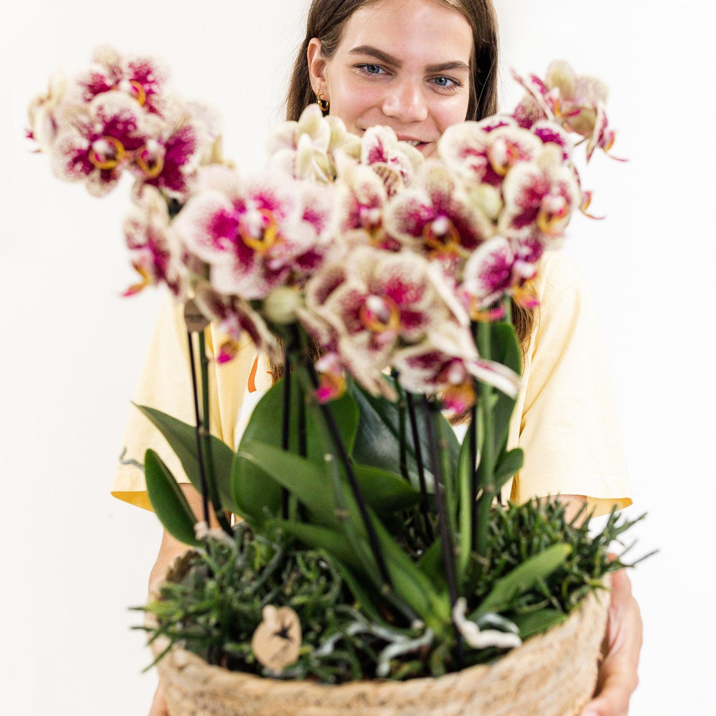Kolibri Home - Einlage mit Wasserreservoir für Orchideenschale - Bewässerungssystem für Orchideen - 3x9 - Jungle Bouque + 3x Watergeeflonten