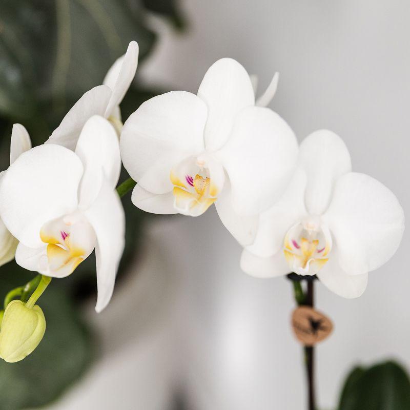 Kolibri Company - Pflanzenset Fish Türkis | Set mit weißer Phalaenopsis Orchidee Amabilis Ø9cm und grüner Sukkulente Crassula Hobbit Ø6cm | Inklusive türkisfarbener Keramik-Ziertöpfe