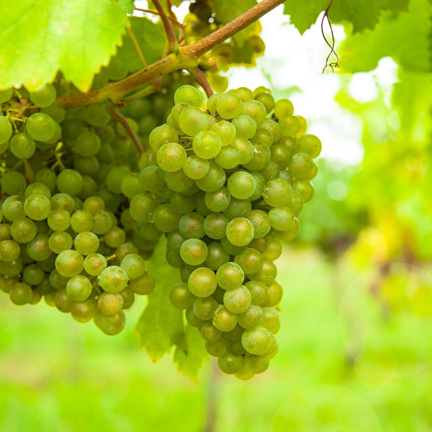 GreenboutiQ - Obstpflanze - Weiße Traube - Vitis vinifera Frühzeit von der Laan - 2 Pflanzen - Topf 15cm Höhe 50cm