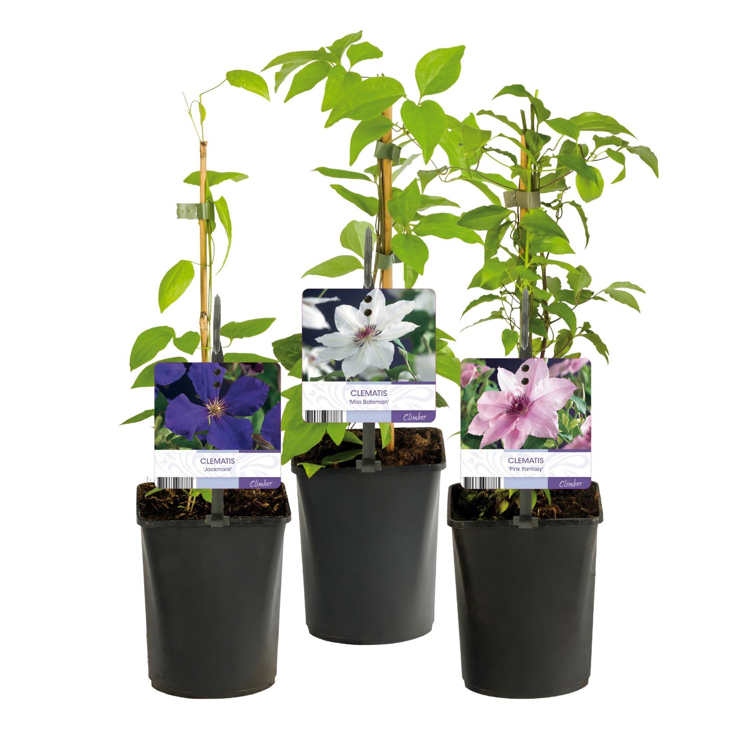 "GreenboutiQ - Kletterpflanze - Clematis Tricolour - Blüte Rosa Weiß Lila - Wenig Pflege - 3 Pflanzen - Topf 11cm Höhe 40cm GreenboutiQ - Kletterpflanze - Clematis Rainbow - Blüte Rosa Weiß Lila Rot - Wenig Pflege - 4 Pflanzen - Topf 11cm Höhe 40cm"