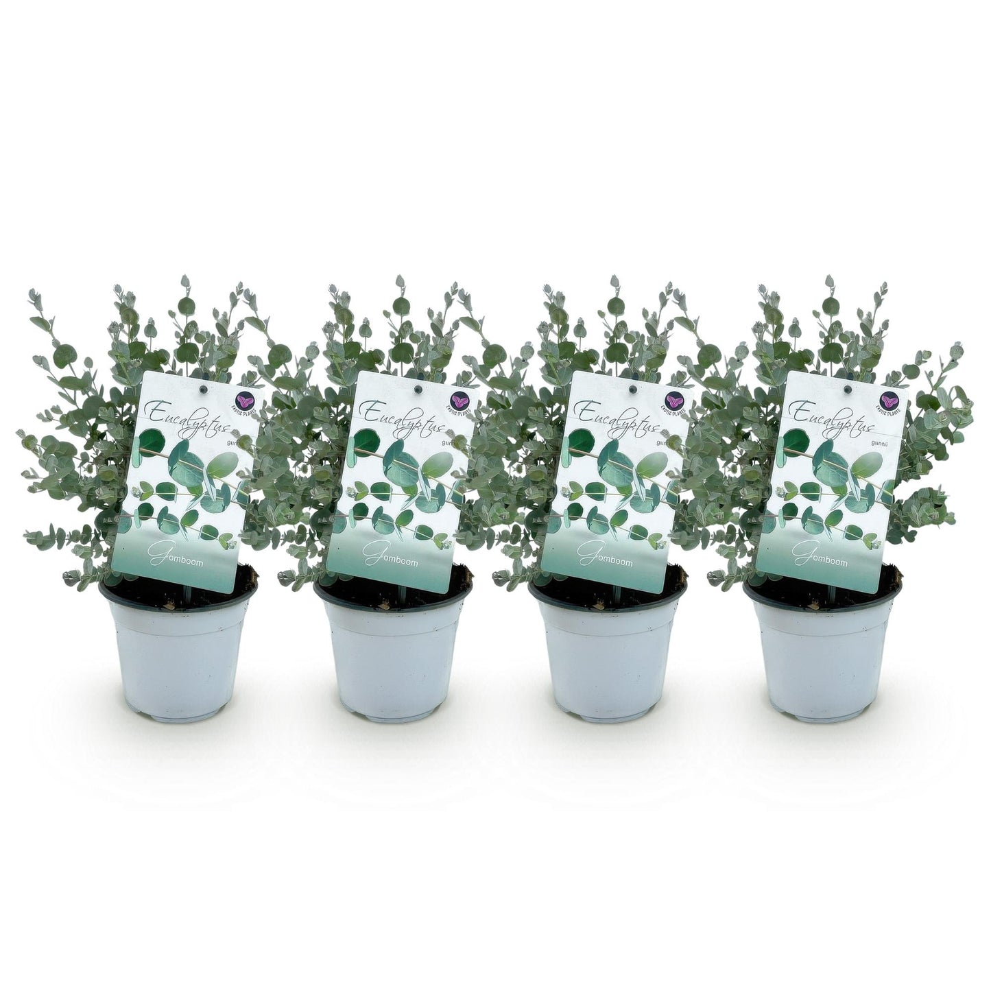 GreenboutiQ - Terrassenpflanze - Eukalyptusbaum - Eukalyptus gunnii - Grau - 4 Pflanzen - Winterhart - Topf 14cm Höhe 30cm