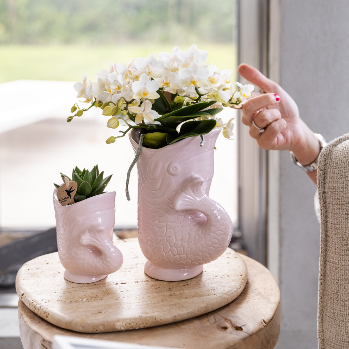 Kolibri Orchids | Set mit weißer Orchidee Nazaré und Sukkulente im rosa Fisch-Dekotopf – Topfgröße Ø9 cm & Ø6 cm | Blühende Zimmerpflanze – Frisch vom Züchter