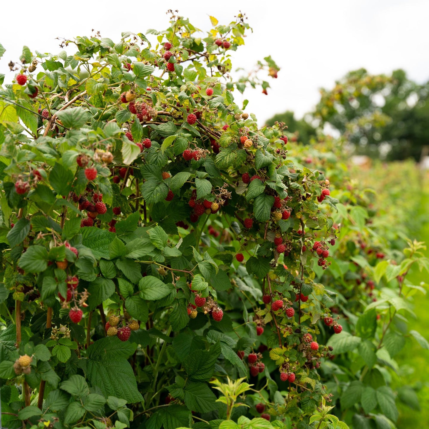 GreenboutiQ - Obstpflanze - Himbeere - Rubus idaeus Autumn Bliss - Rote Himbeere - 2 Pflanzen - Topf 11cm Höhe 40cm