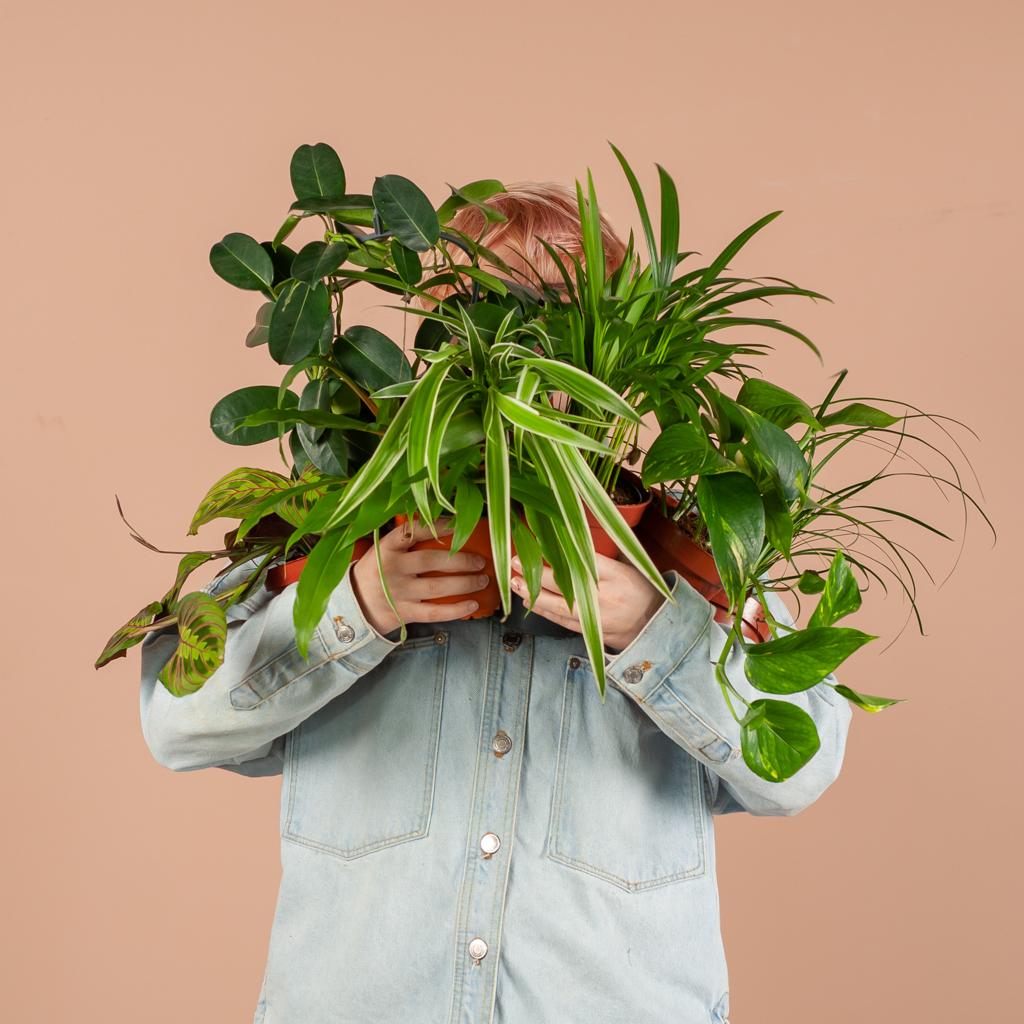Save me box: Zimmerpflanzen 6er Set