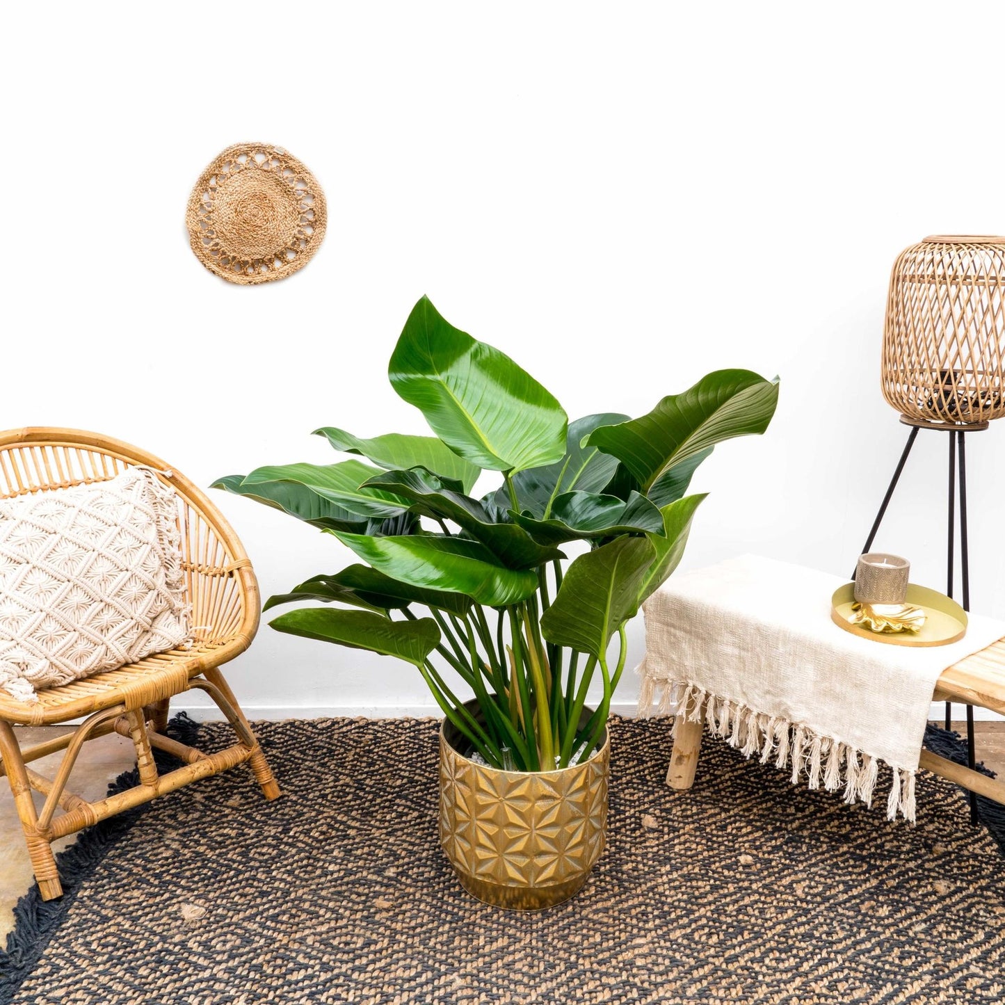 Philodendron Grüne Schönheit - 120cm - ⌀30