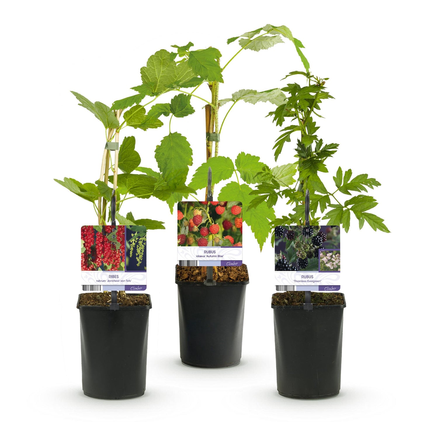 GreenboutiQ - Obstpflanzenmix - Rote Johannisbeere, Rote Himbeere, Schwarze Brombeere - 3 Pflanzen - Topf 11cm Höhe 40cm