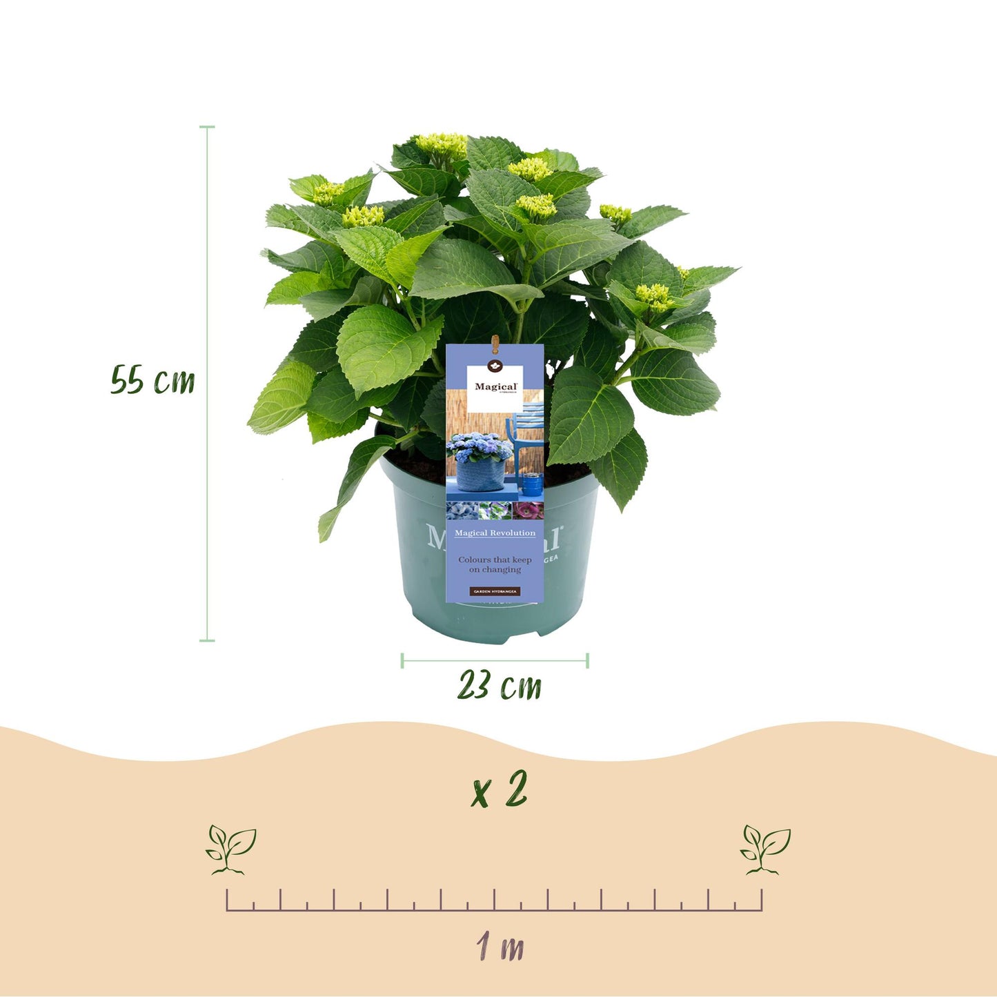 Green boutiQ - Balkonpflanze - Hortensie - Hydrangea Magical Revolution Blue - Blau - 6-10 Blumen - Topf 23cm Höhe 55cm
