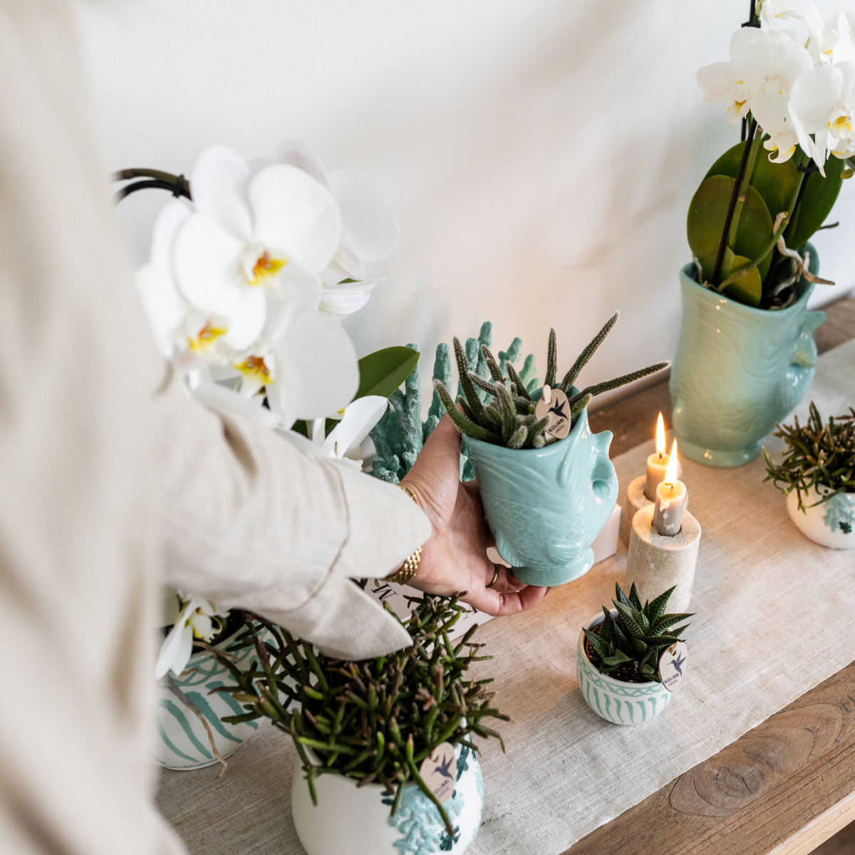 Kolibri Company - Pflanzenset Fish Türkis | Set mit weißer Phalaenopsis Orchidee Amabilis Ø9cm und grüner Sukkulente Crassula Hobbit Ø6cm | Inklusive türkisfarbener Keramik-Ziertöpfe