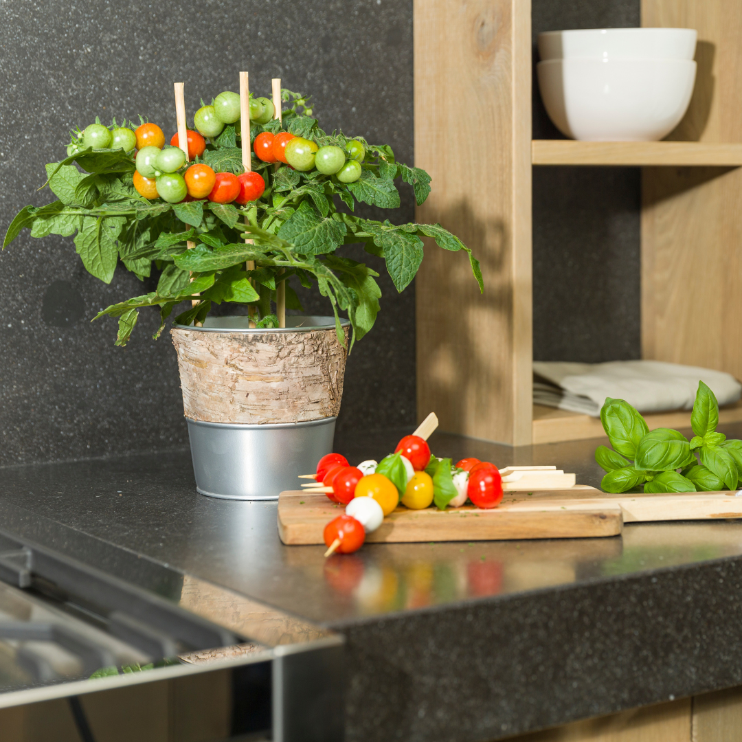 Gemüse pflücken Kirschtomate - Ø 14 cm - ↨ 45 cm