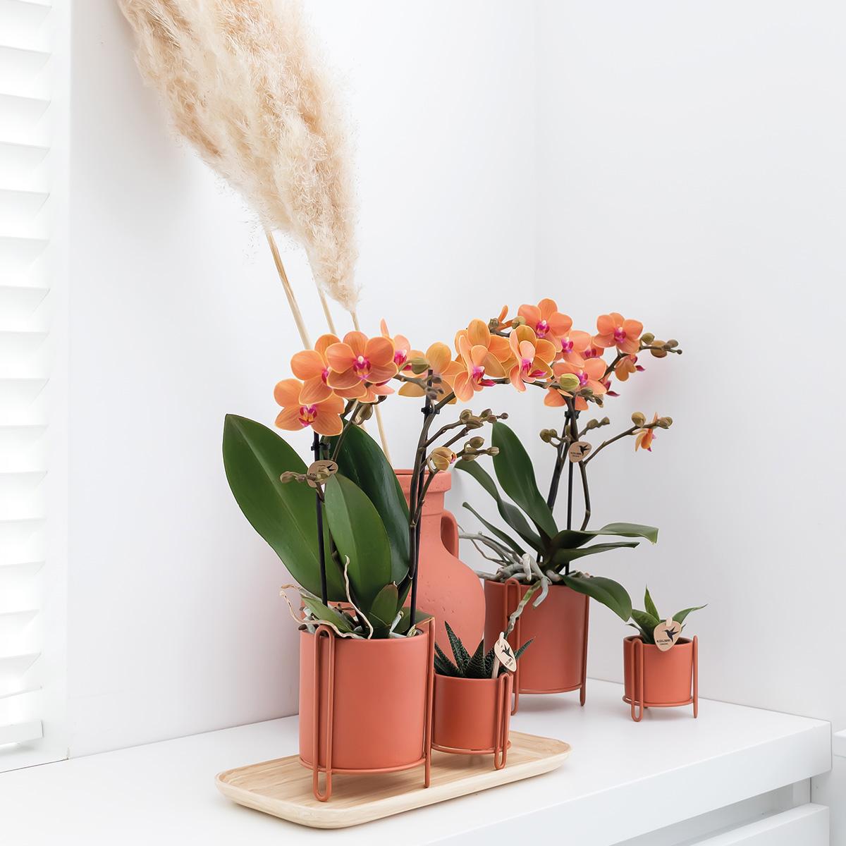 Kolibri Orchids | Orange Phalaenopsis Orchidee - Mineral Bolzano - Topfgröße Ø9cm | blühende Topfpflanze - frisch vom Züchter