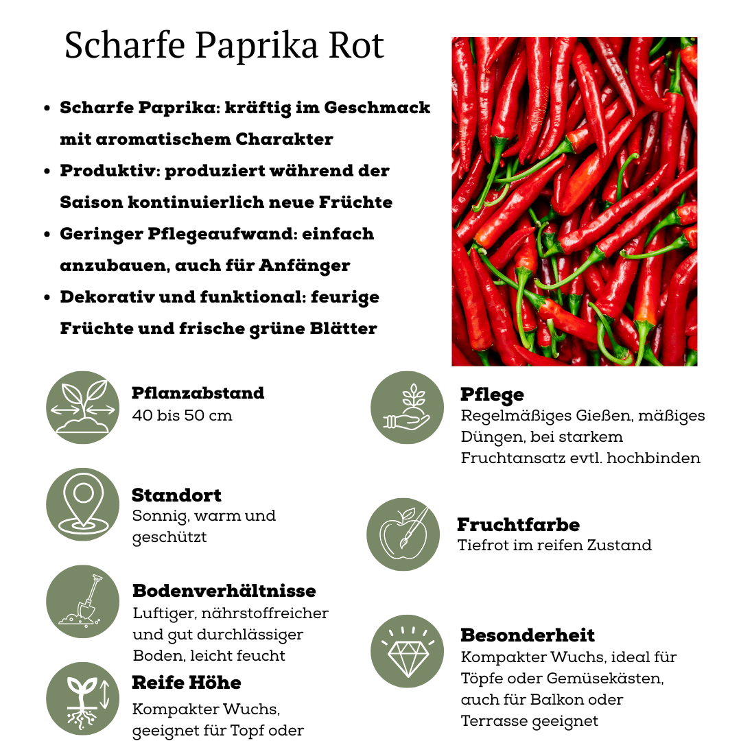 Gemüse pflücken - Rote Paprikapflanze - Ø 14 cm - ↨ 45 cm