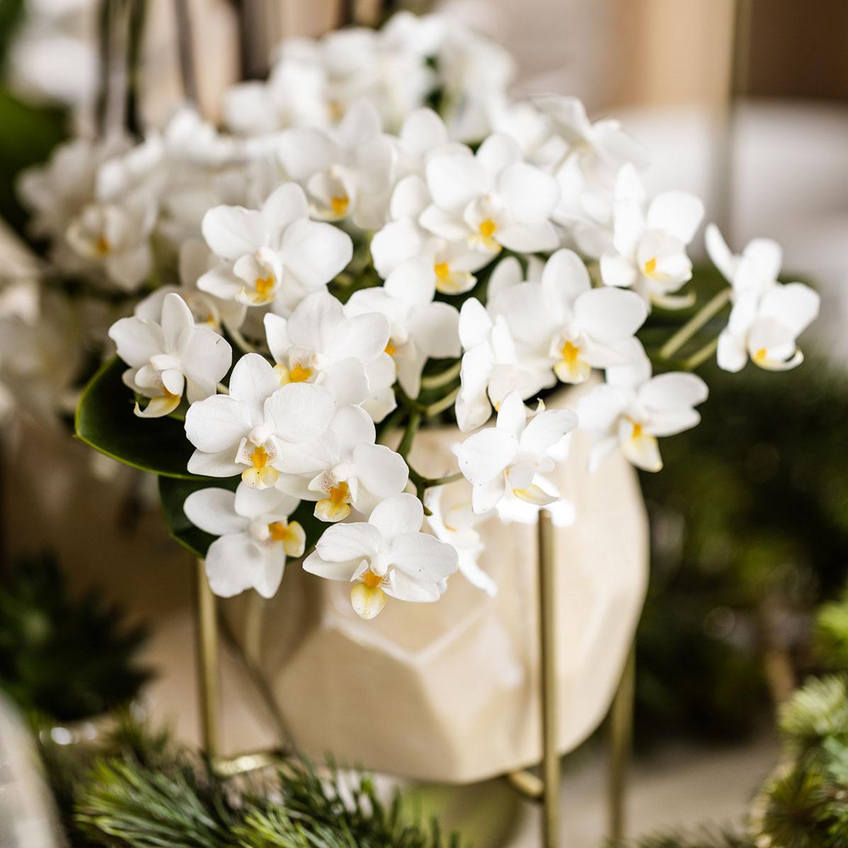 Kolibri Orchids | Weiße Phalaenopsis Orchidee - Nazaré - Topfgröße Ø9cm | Blühende Zimmerpflanze - Frisch vom Züchter