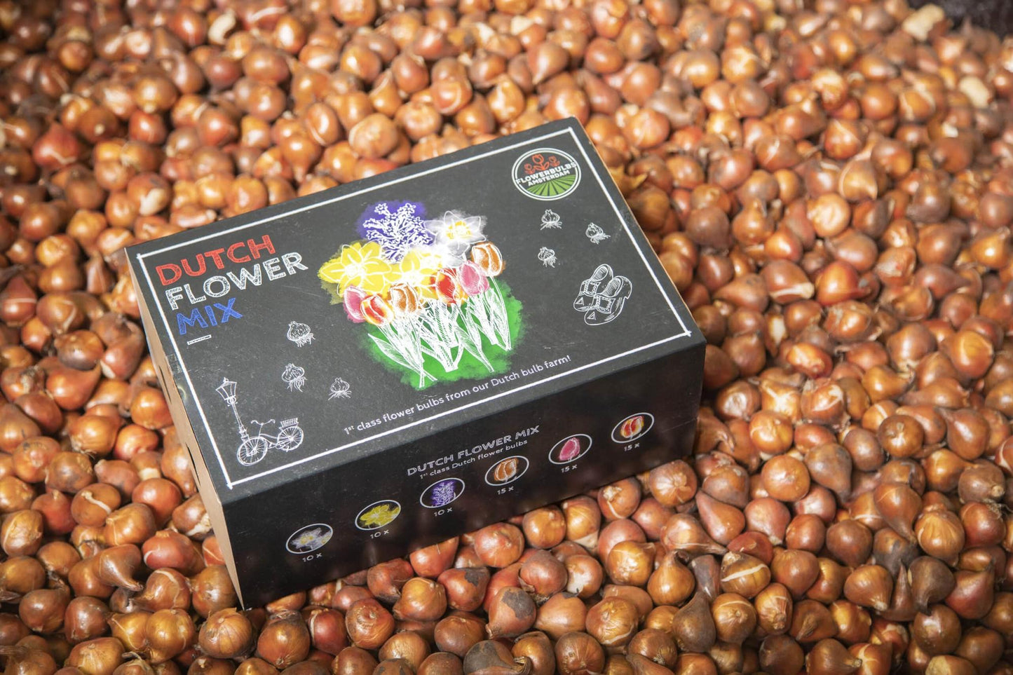 Flowerbulbs Amsterdam - Dutch Flower Mix - Luxusbox gro�, 75 Blumenzwiebeln f�r 2 m� Blumenpracht - Gr��e 12+