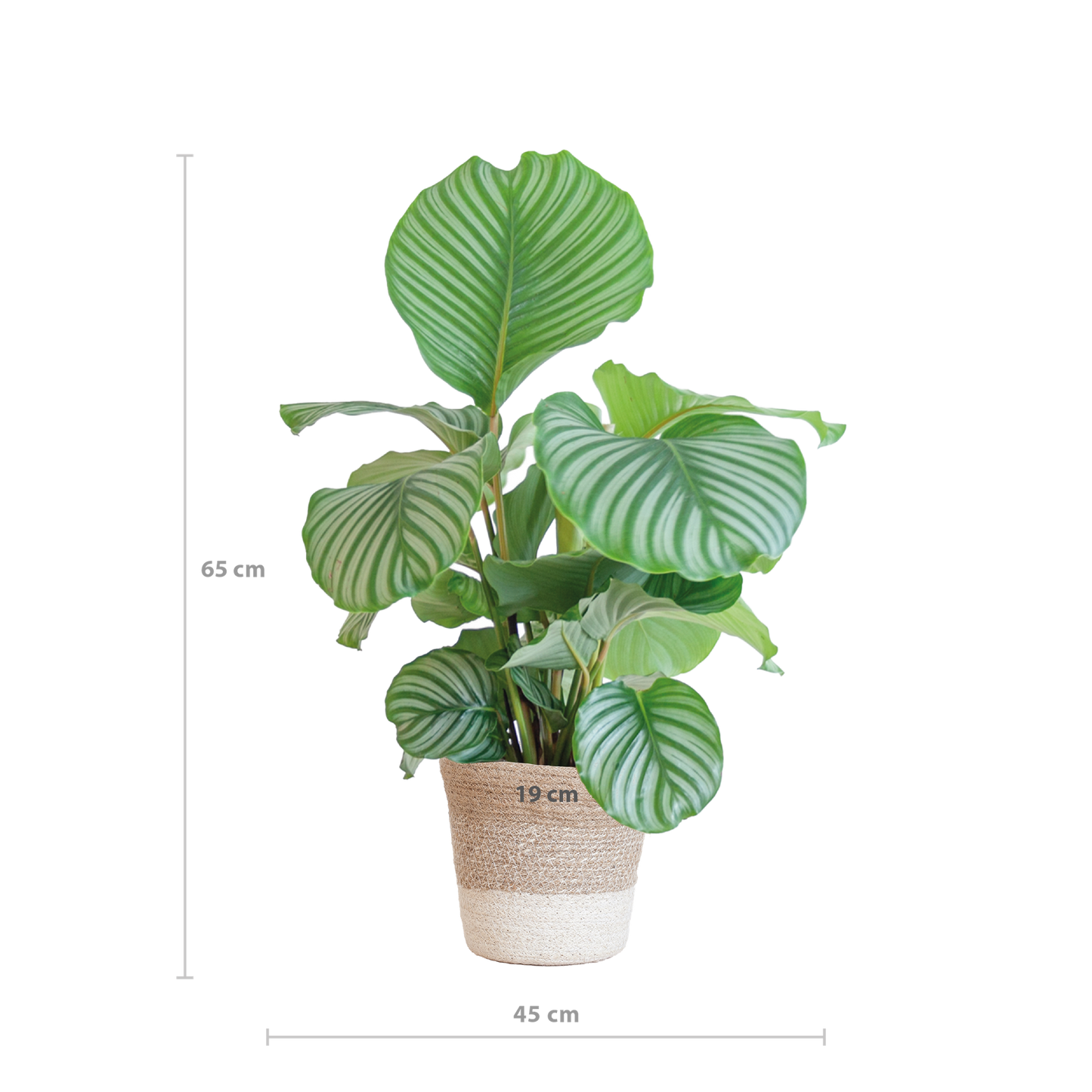 Calathea Orbifolia mit weißem Lissabon-Korb - 65cm - Ø19