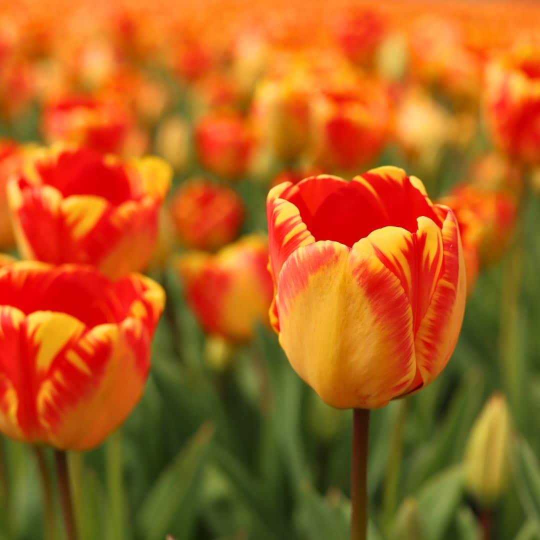 Flowerbulbs Amsterdam - Banja Luka - 15 Blumenzwiebeln - Gr��e 12+
