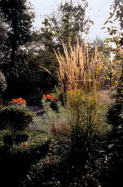 12x Calamagrostis acut. 'Karl Foerster' - ↕10-25cm - Ø9cm