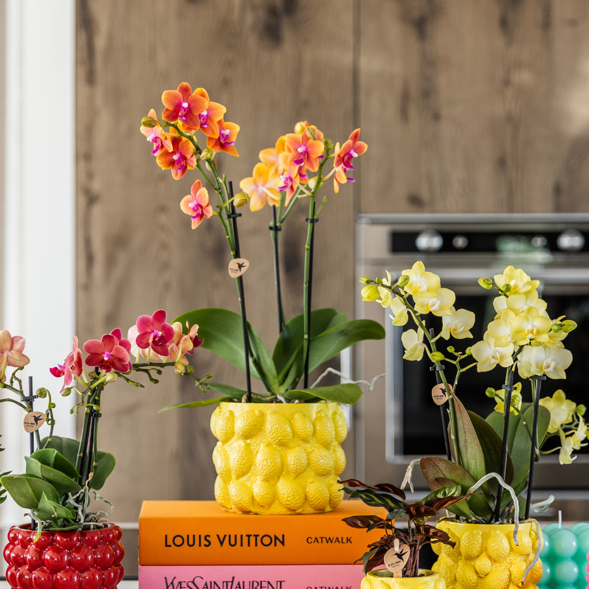 Kolibri Orchids I KOMBI ANGEBOT von 2 duftenden orangefarbenen Phalaenopsis-Orchideen - Topfgröße Ø12cm | blühende Zimmerpflanze - frisch vom Züchter