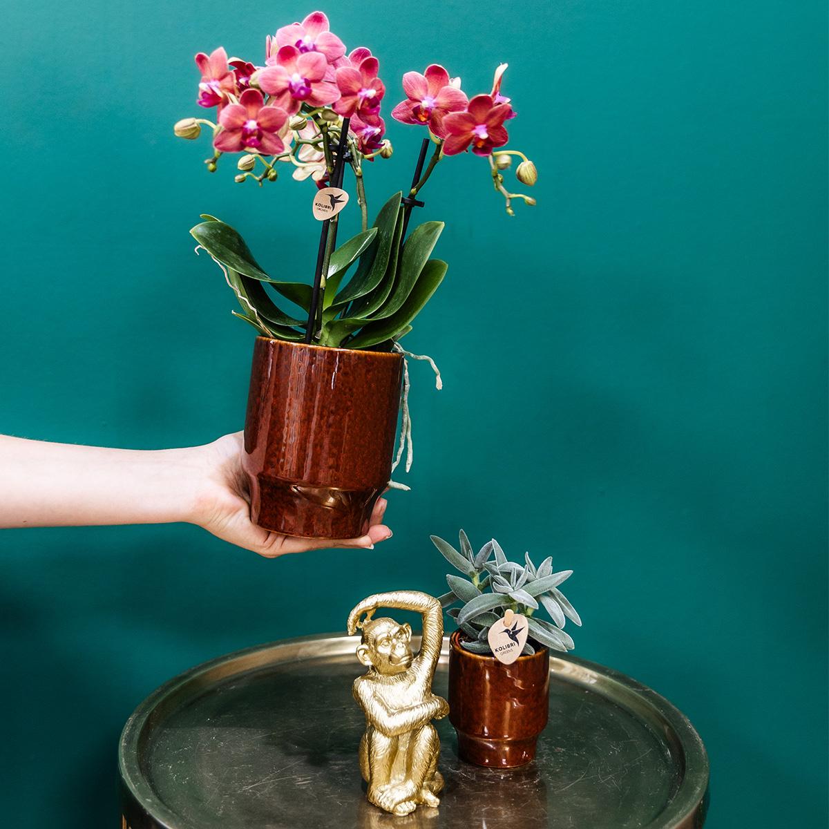 Kolibri Orchids | rote Phalaenopsis-Orchidee - Congo + Classy red- Topfgröße Ø9cm | blühende Zimmerpflanze - frisch vom Züchter