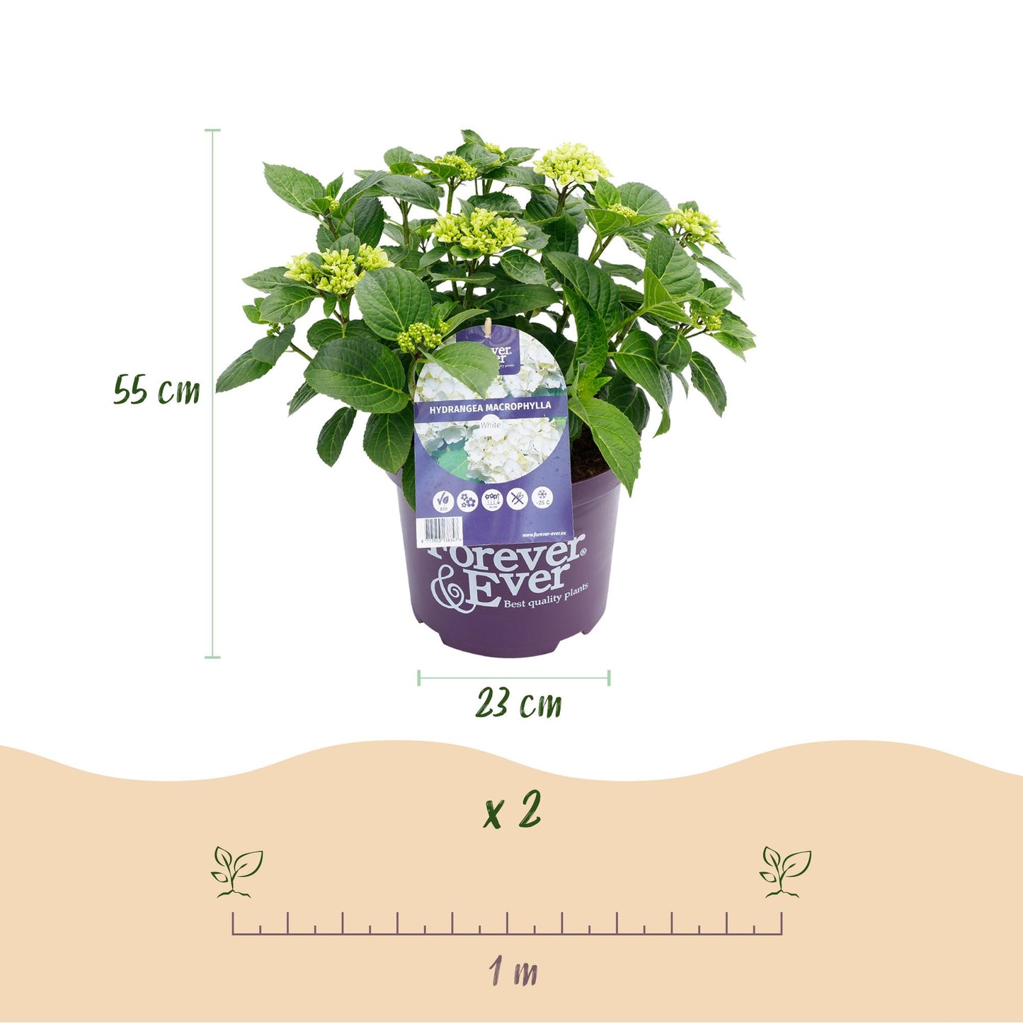 Green boutiQ - Balkonpflanze - Hortensie - Hydrangea Forever & Ever - Weiß - 7-12 Blumen - 2 Pflanzen - Topf 23cm Höhe 55cm