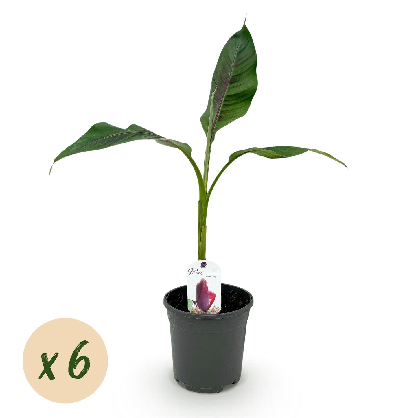 GreenboutiQ - Obstpflanze - Bananenpflanze - Musa sikkemensis Red Tiger - Winterhart - 6 Pflanzen - Topf 17cm Höhe 40cm