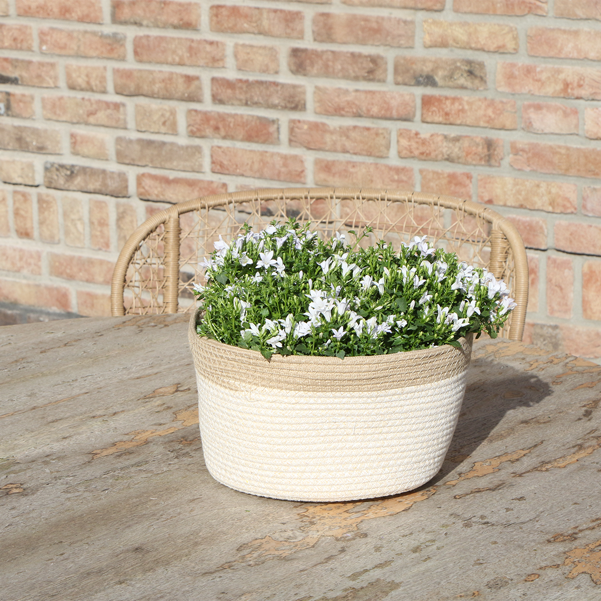 Campanula Addenda Ambella weiß - Baumwollschale mit Campanula mit Bewässerungssystem - 3 Stück - Glockenblume weiß - Topfgröße 12cm - indoor & outdoor