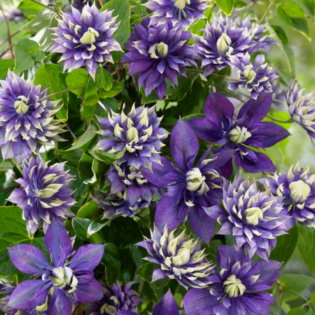 Waldrebe – Clematis 'Taiga' (Taiga XXL) – Ø 23 cm – ↨ 75 cm Toelichting: