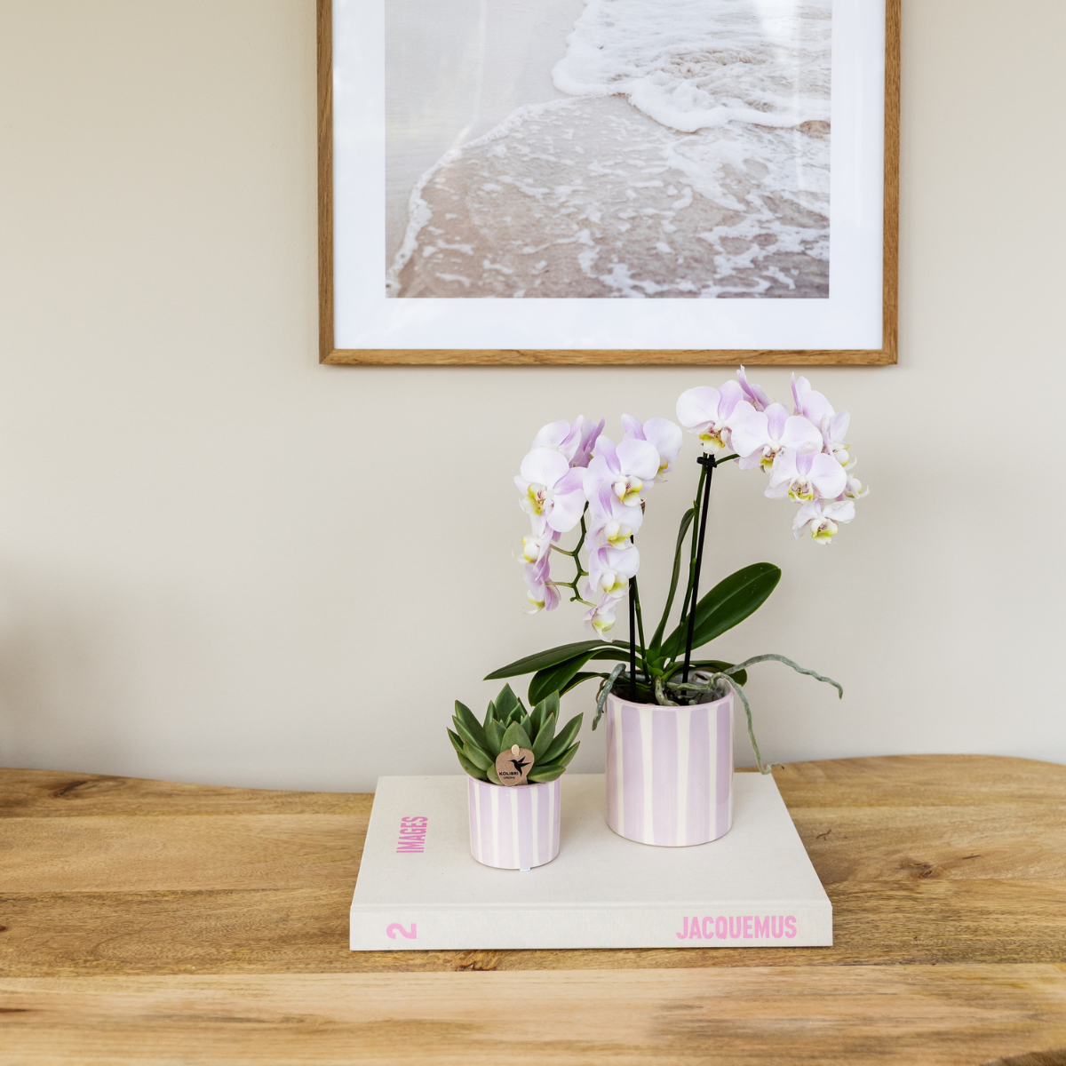 Kolibri Orchids | Rosa Phalaenopsis Orchidee Portugal + Painted Stripe Topf Rosa - Topfgröße Ø9cm | Blühende Zimmerpflanze - Frisch vom Züchter