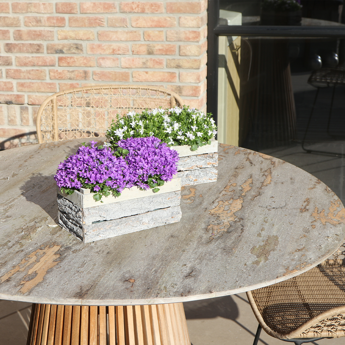 Campanula Addenda Ambella Intensives Lila - Holzschale mit 2 Gartenpflanzen - Topfgröße 12cm - mehrjährig - winterhart