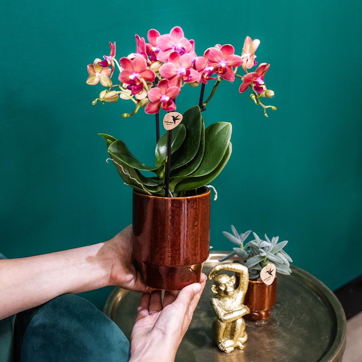 Kolibri Orchids | rote Phalaenopsis-Orchidee - Congo + Classy red- Topfgröße Ø9cm | blühende Zimmerpflanze - frisch vom Züchter