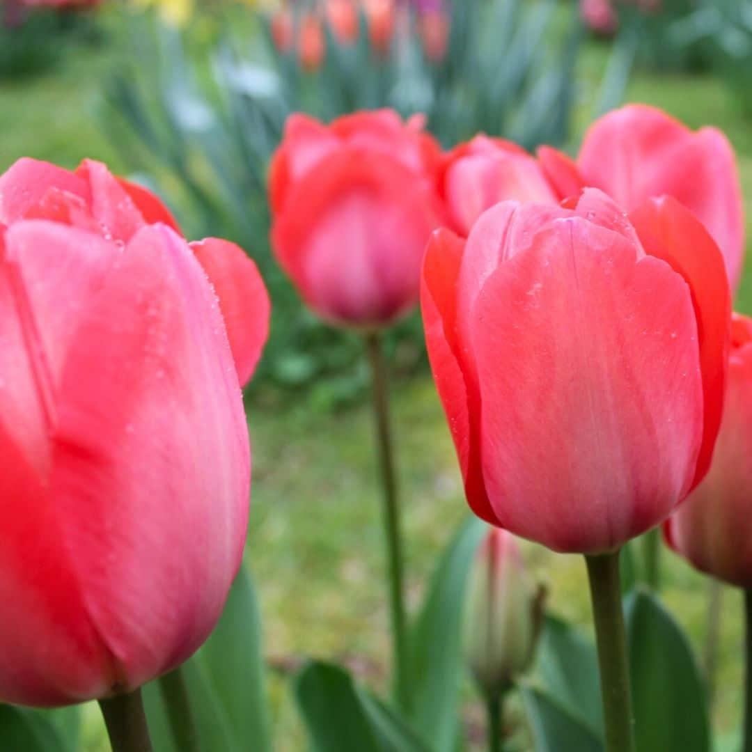 Flowerbulbs Amsterdam - Van Eijk - 15 Blumenzwiebeln - Gr��e 12+