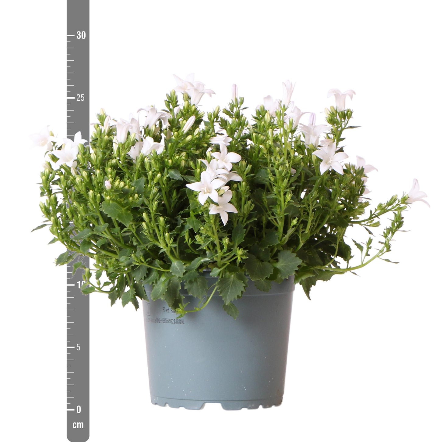 Campanula Addenda - Glockenblume weiß Topfgröße 12cm - 1m2 Bodendecker - 6 Pflanzen - Ambella weiß - Gartenpflanzen - winterhart
