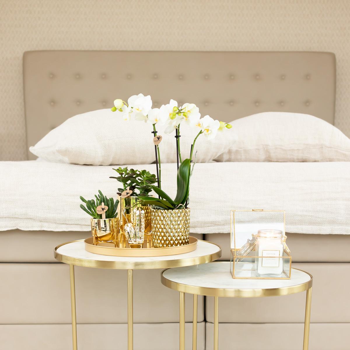 Kolibri Orchids | weiße Phalaenopsis-Orchidee - Amabilis + Diamant-Dekotopf gold - Topfgröße Ø9cm | blühende Zimmerpflanze im Blumentopf - frisch vom Züchter